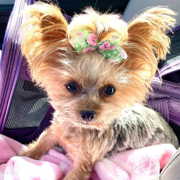 🐶🎀Lot of 11 Dog Bows Grosgrain Ribbon Pink Multicolor Yorkies Small Dogs NEW - Picture 3 of 3